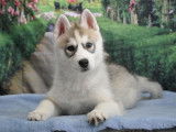 Superbes chiots Husky LOF à réserver