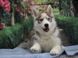 Superbes chiots Husky LOF à réserver