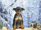 Adorables chiots Pinscher Nain LOF disponibles