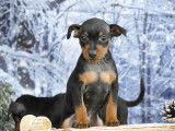Adorables chiots Pinscher Nain LOF disponibles
