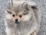2 chiots Spitz Allemands Nains sable &agrave; la vente (non LOF)