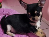 Un chiot mâle Chihuahua à poil court noir et feu LOF à l'achat