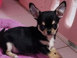 Un chiot mâle Chihuahua à poil court noir et feu LOF à l'achat