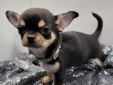 Un chiot mâle Chihuahua à poil court noir et feu LOF à l'achat