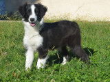Un chiot femelle Border Collie LOF noire et blanche à vendre