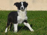 Un chiot femelle Border Collie LOF noire et blanche à vendre