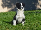 Un chiot femelle Border Collie LOF noire et blanche à vendre
