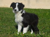 Un chiot femelle Border Collie LOF noire et blanche à vendre