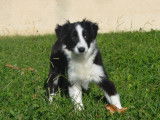 Un chiot femelle Border Collie LOF noire et blanche à vendre