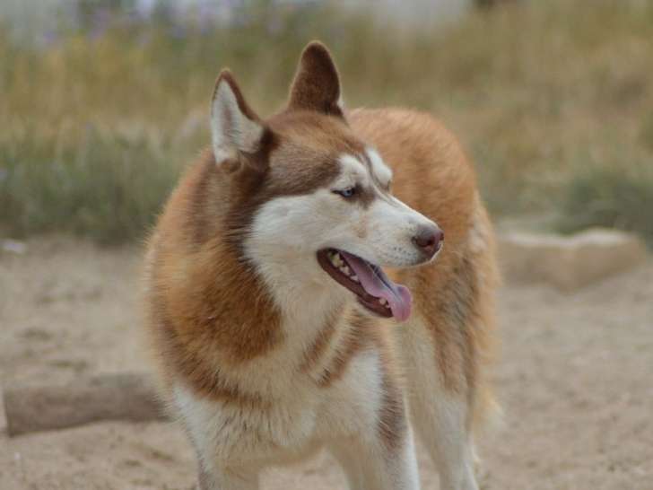Une chienne Husky de Sibérie LOF de 7 ans à vendre