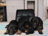 7 chiots Bergers Allemands LOF à réserver