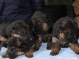 7 chiots Bergers Allemands LOF à réserver