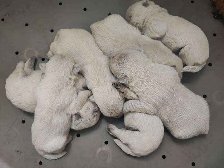 Chiots de race West Highland White Terrier à vendre (2 femelles & 5 mâles)