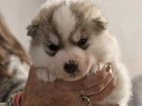 &Agrave; r&eacute;server, 3 chiots Huskies LOF