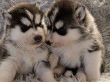 &Agrave; r&eacute;server, 3 chiots Huskies LOF