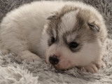 &Agrave; r&eacute;server, 3 chiots Huskies LOF