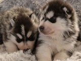&Agrave; r&eacute;server, 3 chiots Huskies LOF