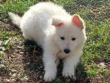 Chiots Bergers Blanc Suisse LOF disponibles de suite