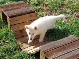 Chiots Bergers Blanc Suisse LOF disponibles de suite