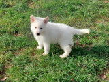 Chiots Bergers Blanc Suisse LOF disponibles de suite