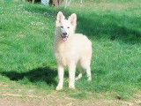 Chiots Bergers Blanc Suisse LOF disponibles de suite