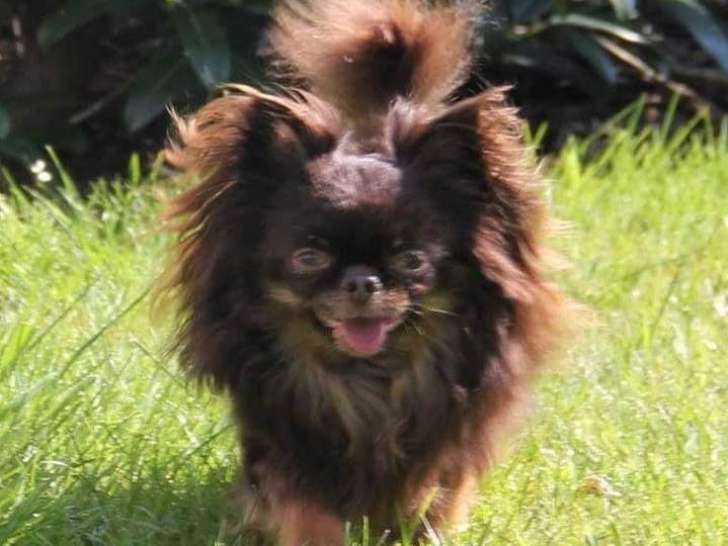 Mâle Chihuahua chocolat et tan disponible pour saillie