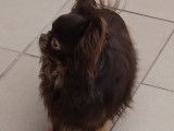 Mâle Chihuahua chocolat et tan disponible pour saillie