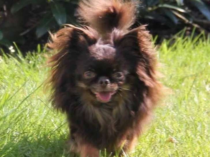 Mâle Chihuahua chocolat et tan disponible pour saillie