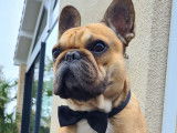 Mâle Bouledogue Français disponible pour saillie