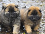3 chiots Eurasiers LOF fauve charbonné à réserver
