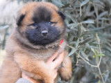 3 chiots Eurasiers LOF fauve charbonné à réserver