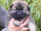 3 chiots Eurasiers LOF fauve charbonné à réserver