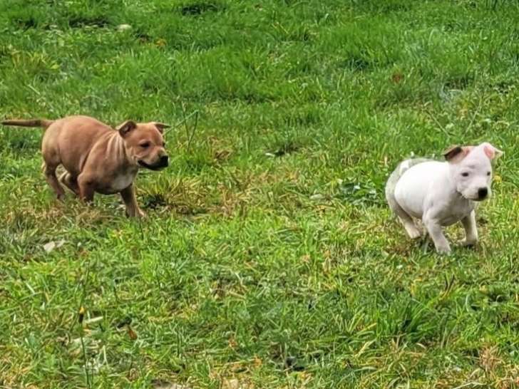 Chiot femelle Staffordshire Bull Terrier LOF disponible