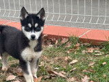 2 chiots Huskies LOF disponibles à l'achat