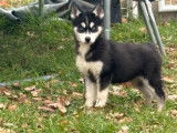 2 chiots Huskies LOF disponibles à l'achat