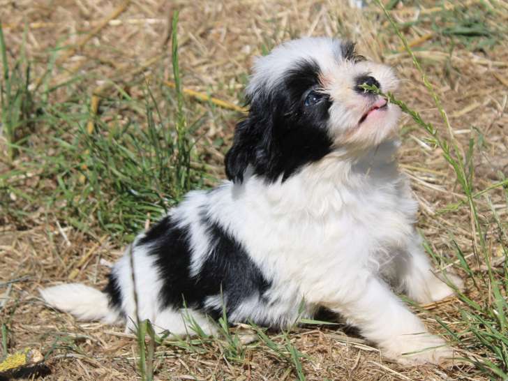 Chiot Bichons