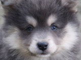 7 chiots Finnois de Laponie LOF à vendre