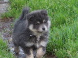 7 chiots Finnois de Laponie LOF à vendre