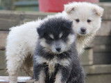 7 chiots Finnois de Laponie LOF à vendre