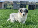 2 chiots femelles Bergers Américains Miniatures LOF bleu merle à vendre