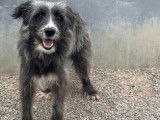 À adopter : chienne au pelage gris et blanc