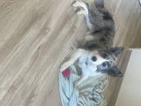 Tessy, femelle Border Collie disponible pour saillie