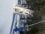 Tessy, femelle Border Collie disponible pour saillie