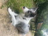 Tessy, femelle Border Collie disponible pour saillie