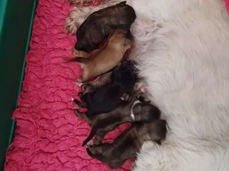Chiot Lhassa Apso LOF à vendre