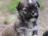 Chiot Lhassa Apso LOF à vendre