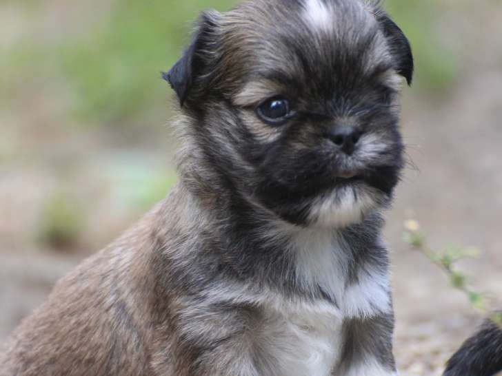 Chiot Lhassa Apso LOF à vendre