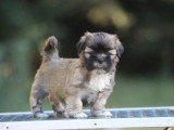 Chiot Lhassa Apso LOF à vendre