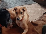 Francky, chiot de 7 mois &agrave; adopter