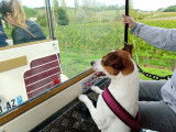 Mâle Jack Russell disponible pour saillie